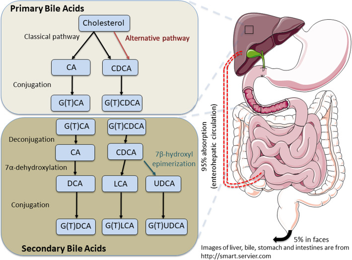 Roles of bile acids in enteric virus replication.