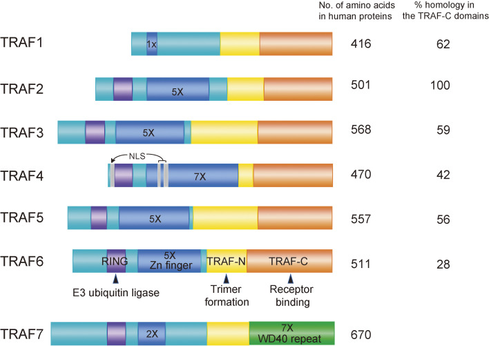 TNF receptor-associated factor 6 (TRAF6) plays crucial roles in multiple biological systems through polyubiquitination-mediated NF-κB activation.