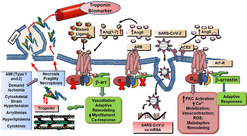 Mechanisms of troponin release into serum in cardiac injury associated with COVID-19 patients.