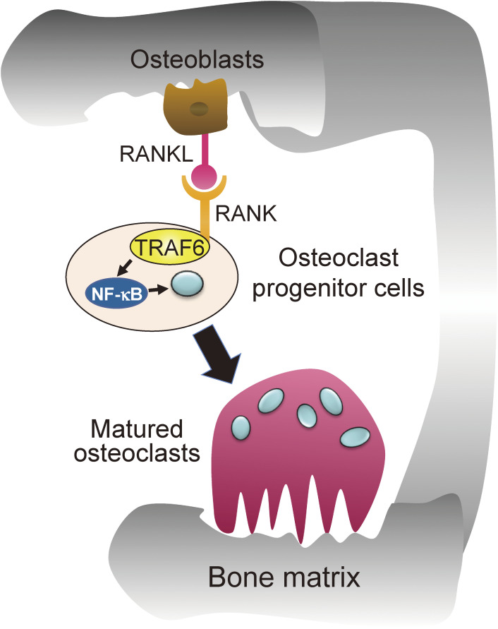 TNF receptor-associated factor 6 (TRAF6) plays crucial roles in multiple biological systems through polyubiquitination-mediated NF-κB activation.