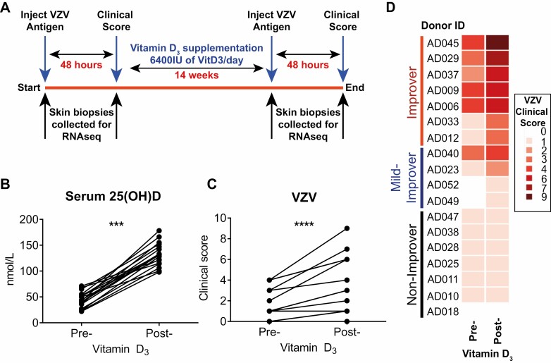 Vitamin D<sub>3</sub> replacement enhances antigen-specific immunity in older adults.