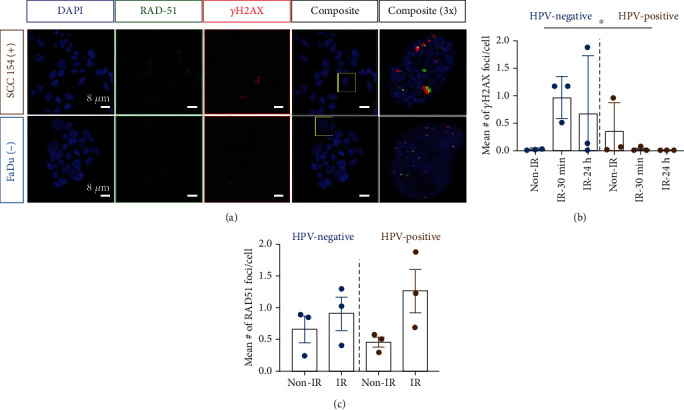 [<sup>18</sup>F]PARPi Imaging Is Not Affected by HPV Status In Vitro.