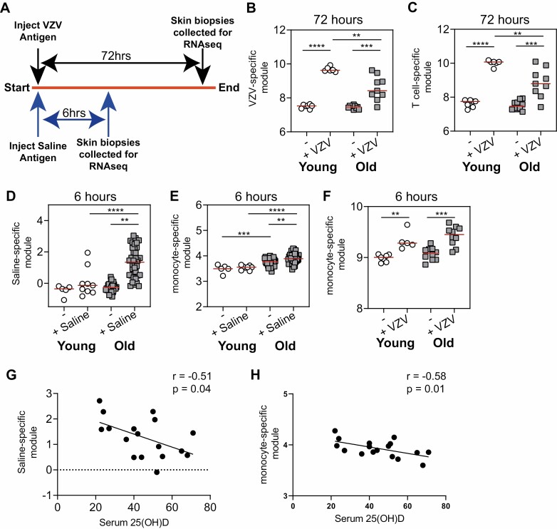 Vitamin D<sub>3</sub> replacement enhances antigen-specific immunity in older adults.