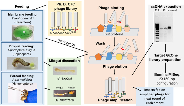 Streamlined phage display library protocols for identification of insect gut binding peptides highlight peptide specificity