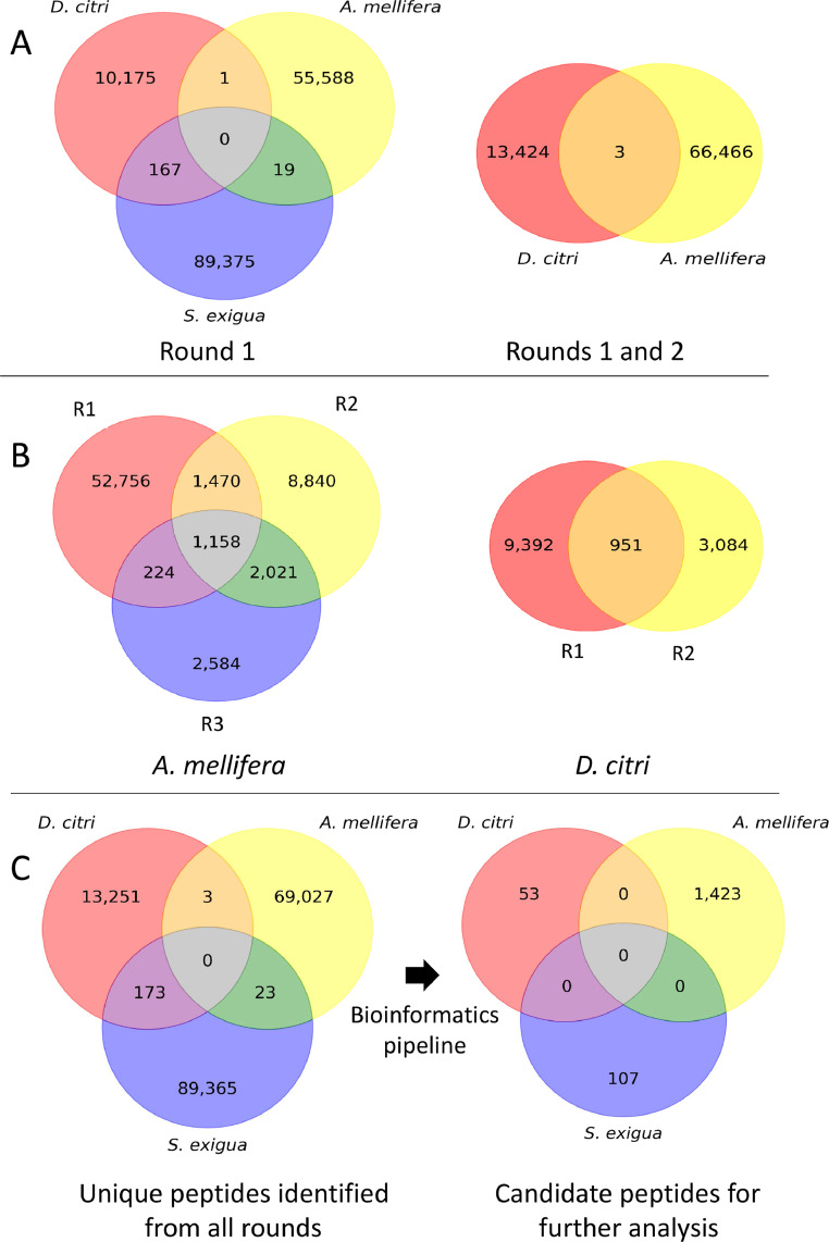 Streamlined phage display library protocols for identification of insect gut binding peptides highlight peptide specificity