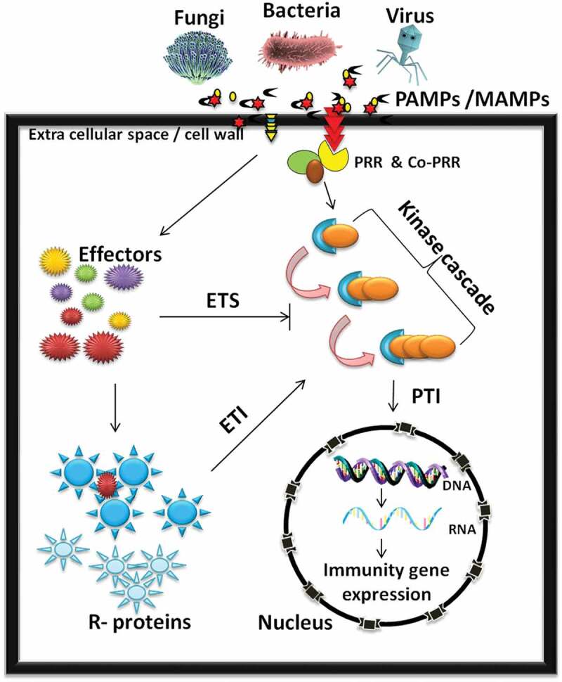 Engineering disease resistant plants through CRISPR-Cas9 technology.