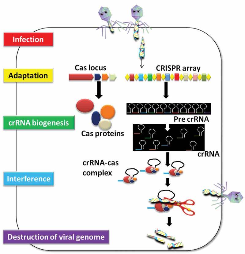 Engineering disease resistant plants through CRISPR-Cas9 technology.