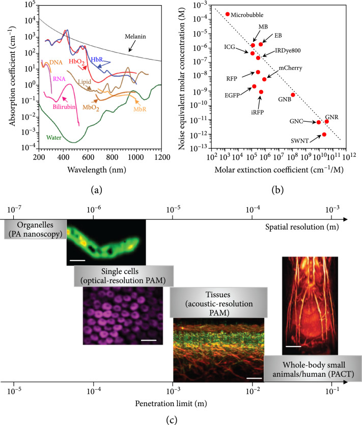 Recent advances in photoacoustic tomography.