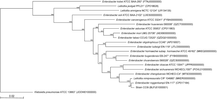 Isolation, draft genome sequencing and identification of <i>Enterobacter roggenkampii</i> CCI9.