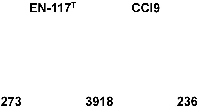 Isolation, draft genome sequencing and identification of <i>Enterobacter roggenkampii</i> CCI9.