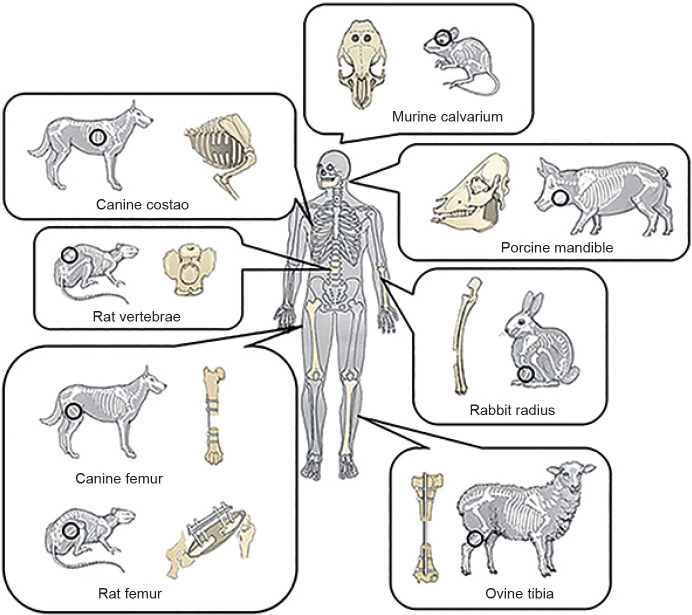 Magnesium-based materials in orthopaedics: material properties and animal models.