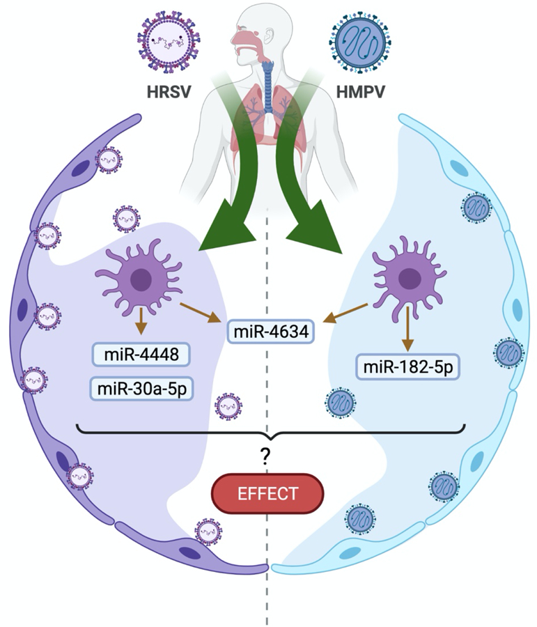 The Importance of miRNA Identification During Respiratory Viral Infections.