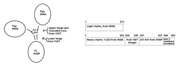 Atomic Model Structure of the NIST Monoclonal Antibody (NISTmAb) Reference Material.