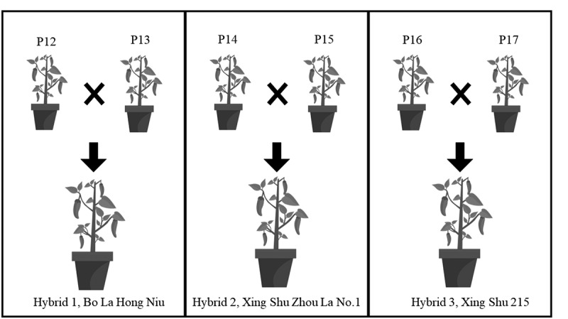 Integration of mRNA and miRNA profiling reveals the heterosis of three hybrid combinations of <i>Capsicum annuum</i> varieties.