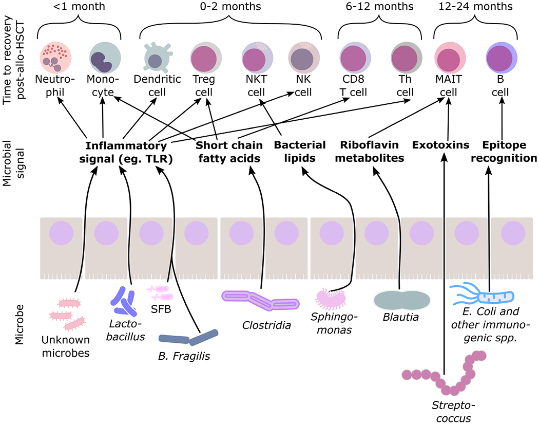 Associations between the Gut Microbiota, Immune Reconstitution, and Outcomes of Allogeneic Hematopoietic Stem Cell Transplantation.