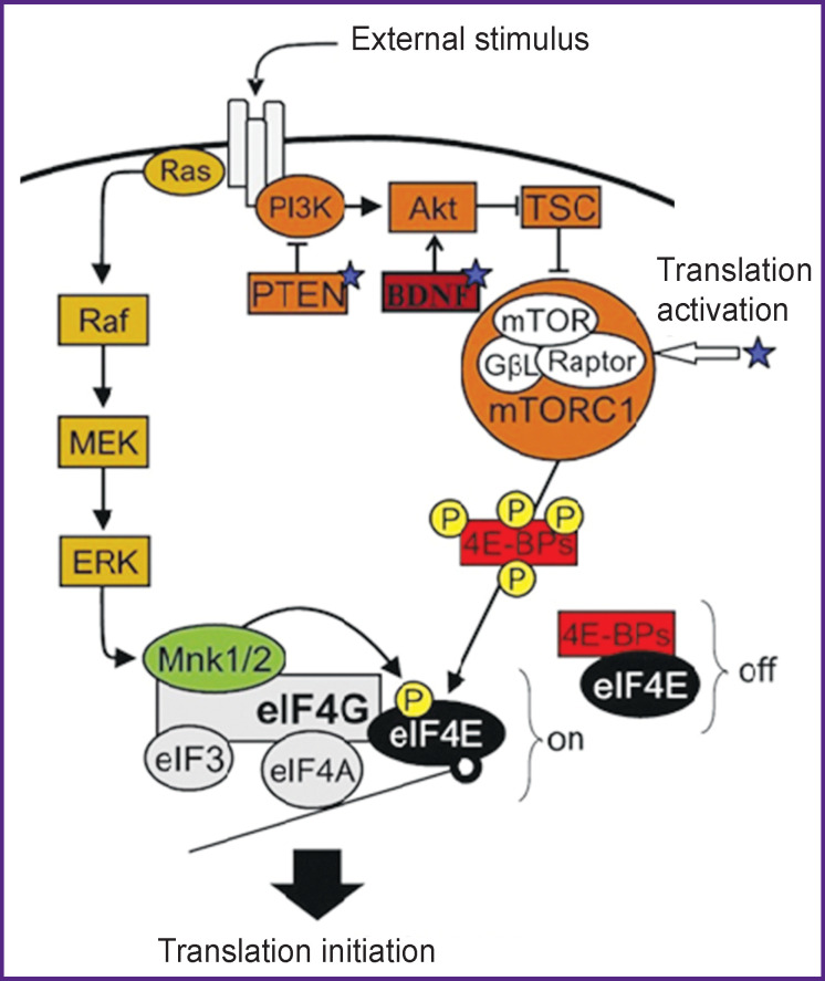 Molecular Mechanisms of Aberrant Neuroplasticity in Autism Spectrum Disorders (Review).