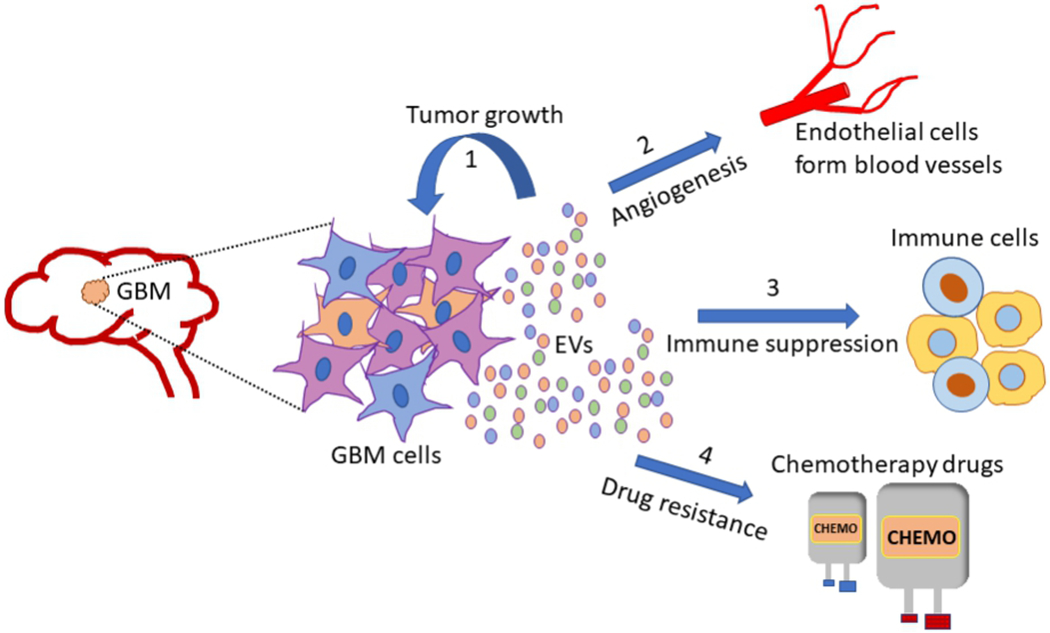 Function of exosomes in neurological disorders and brain tumors.