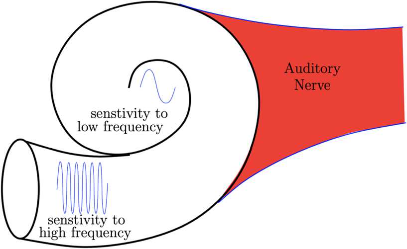 A bio-inspired geometric model for sound reconstruction.