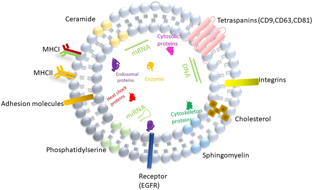 Function of exosomes in neurological disorders and brain tumors.