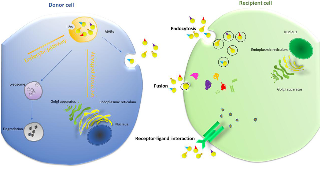 Function of exosomes in neurological disorders and brain tumors.