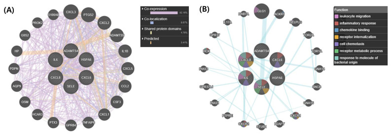 Validation of exercise-response genes in skeletal muscle cells of Thoroughbred racing horses.