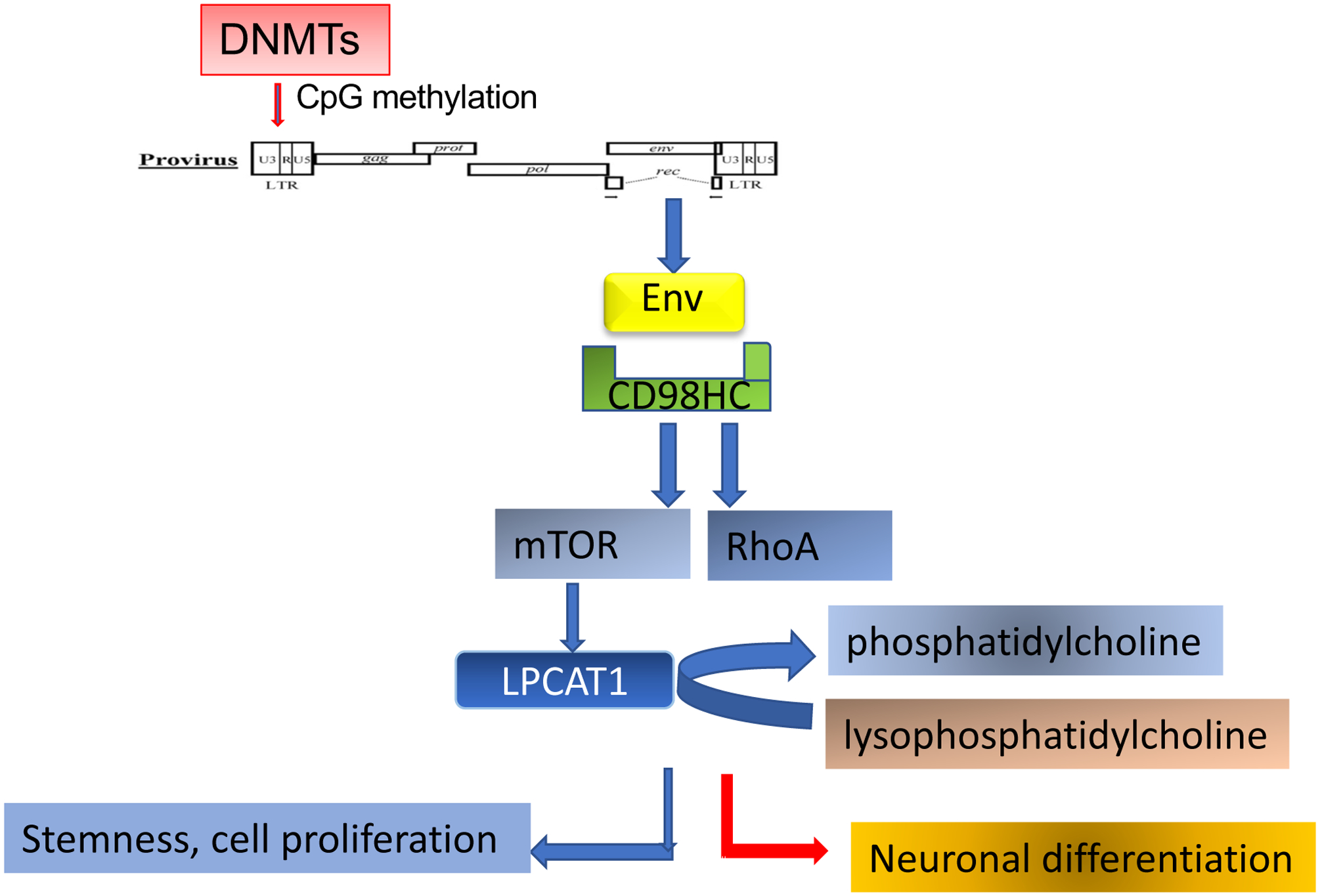 Retroviral Elements in Human Evolution and Neural Development.