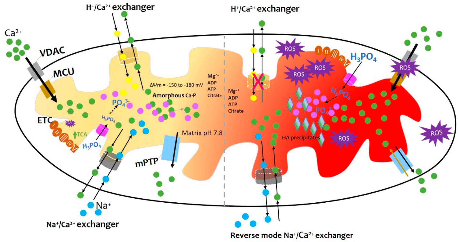 Mitochondrial Calcification.