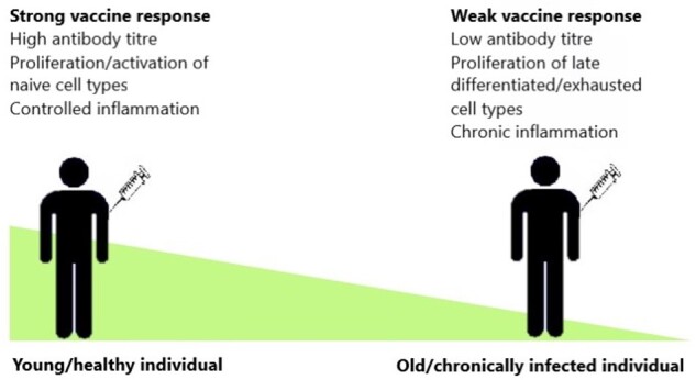 Vaccine responses in ageing and chronic viral infection.