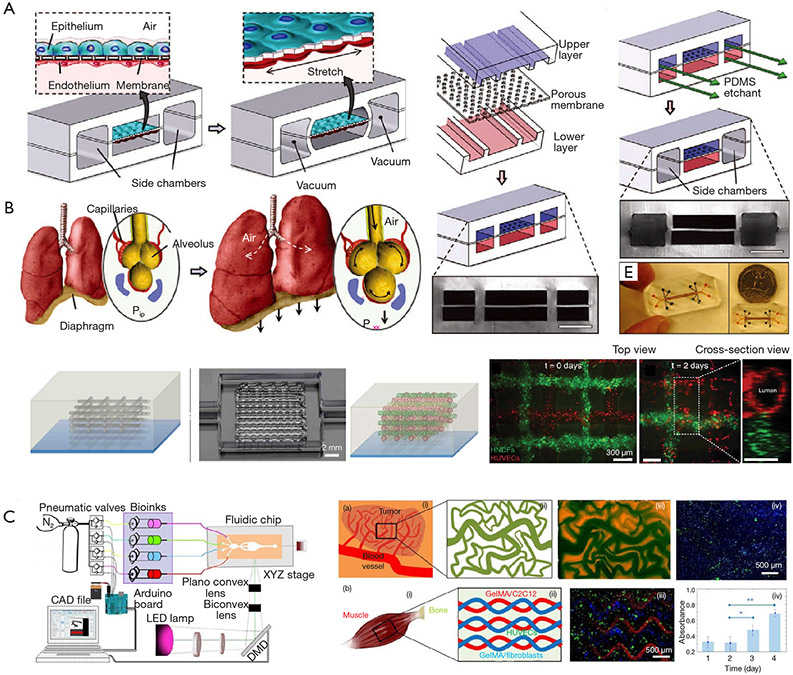 SARS-CoV-2-related vascular injury: mechanisms, imaging and models.