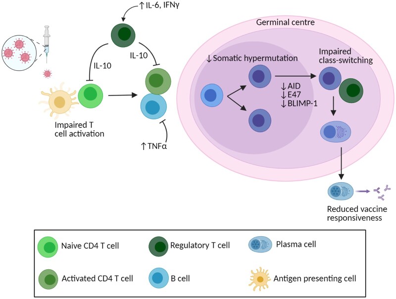 Vaccine responses in ageing and chronic viral infection.