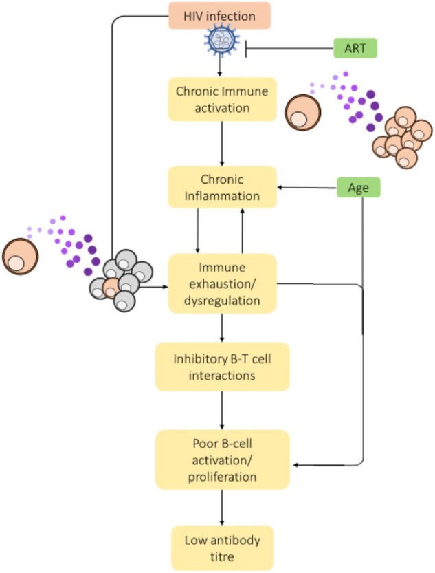 Vaccine responses in ageing and chronic viral infection.