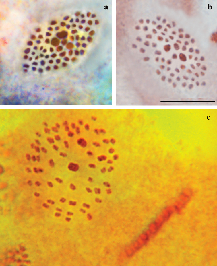 Chromosomal and DNA barcode analysis of the <i>Polyommatus</i> (<i>Agrodiaetus</i>) <i>damone</i> (Eversmann, 1841) species complex (Lepidoptera, Lycaenidae).