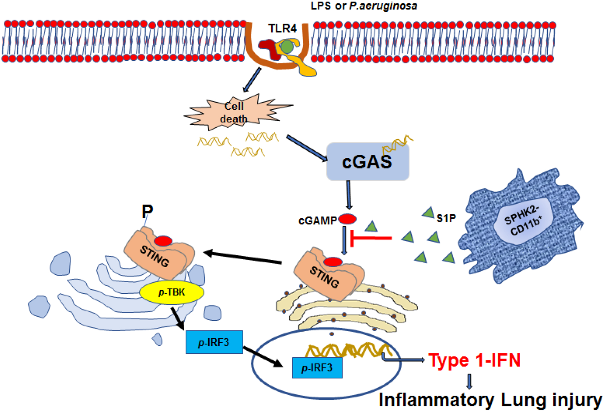 S1P Generation by Sphingosine Kinase-2 in Recruited Macrophages Resolves Lung Inflammation by Blocking STING Signaling in Alveolar Macrophages.