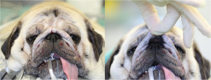 Clinical signs of brachycephalic ocular syndrome in 93 dogs.