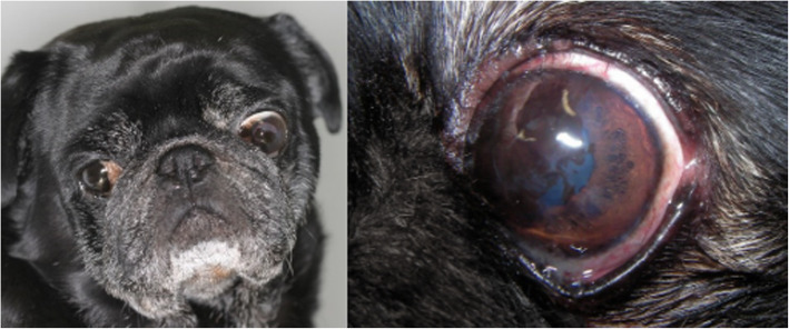 Clinical signs of brachycephalic ocular syndrome in 93 dogs.