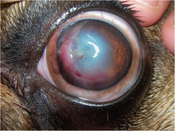 Clinical signs of brachycephalic ocular syndrome in 93 dogs.