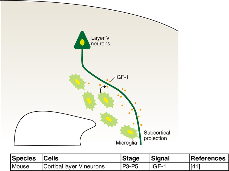 Neuroprotective function of microglia in the developing brain.