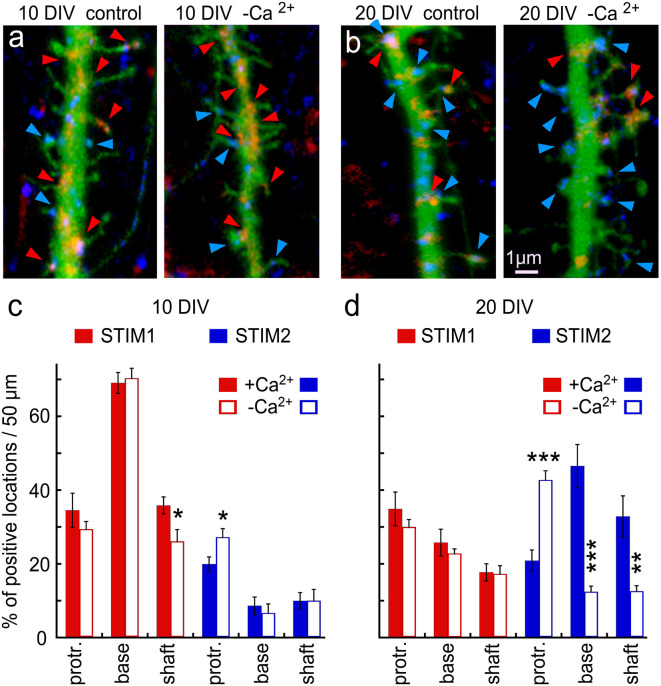 Calcium Sensors STIM1 and STIM2 Regulate Different Calcium Functions in Cultured Hippocampal Neurons.