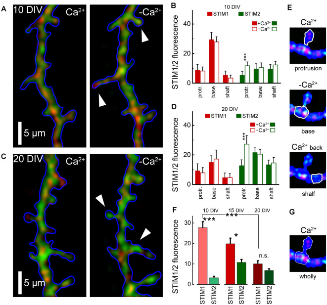 Calcium Sensors STIM1 and STIM2 Regulate Different Calcium Functions in Cultured Hippocampal Neurons.