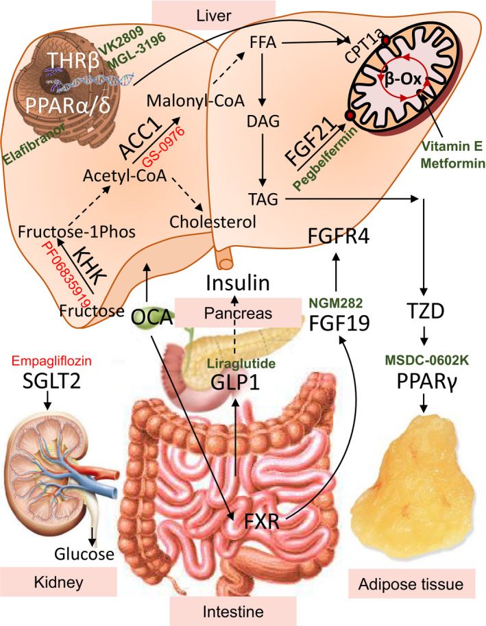 Evolving Role for Pharmacotherapy in NAFLD/NASH.