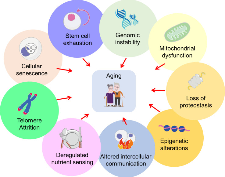 Gerobiotics: probiotics targeting fundamental aging processes.