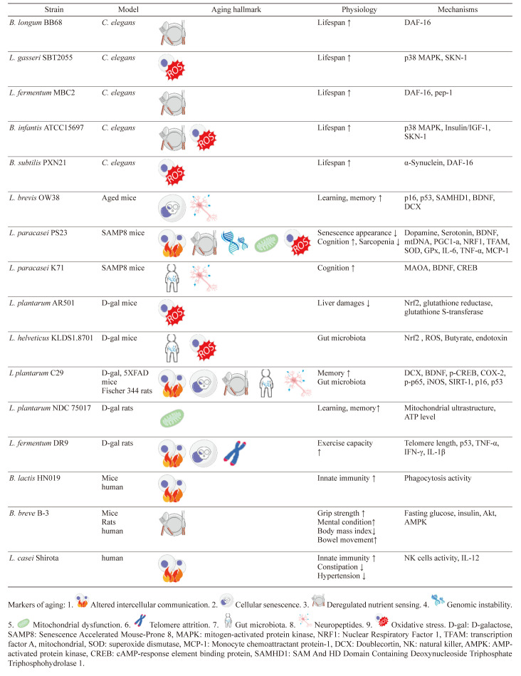 Gerobiotics: probiotics targeting fundamental aging processes.