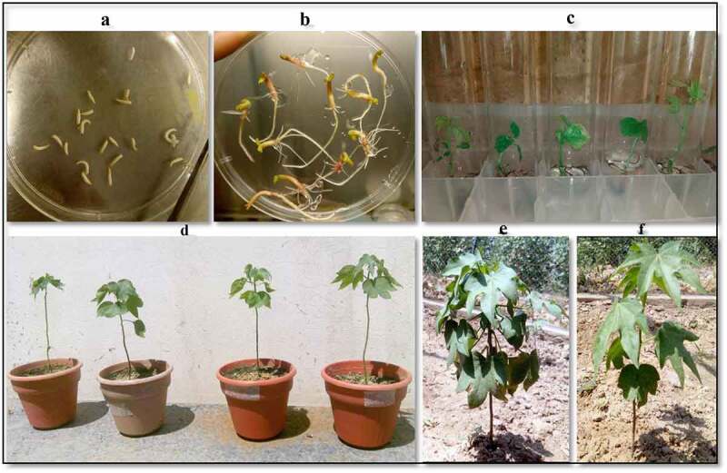 Transformation and evaluation of Broad-Spectrum insect and weedicide resistant genes in Gossypium arboreum (Desi Cotton).