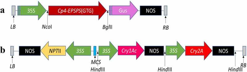 Transformation and evaluation of Broad-Spectrum insect and weedicide resistant genes in Gossypium arboreum (Desi Cotton).