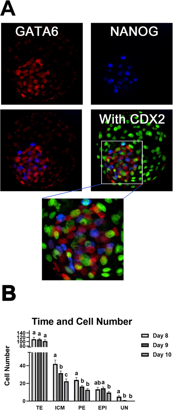 Interleukin-6 promotes primitive endoderm development in bovine blastocysts.