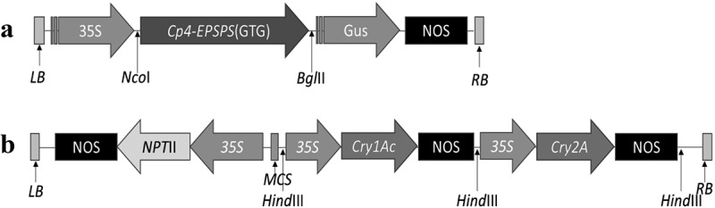 Transformation and evaluation of Broad-Spectrum insect and weedicide resistant genes in Gossypium arboreum (Desi Cotton).