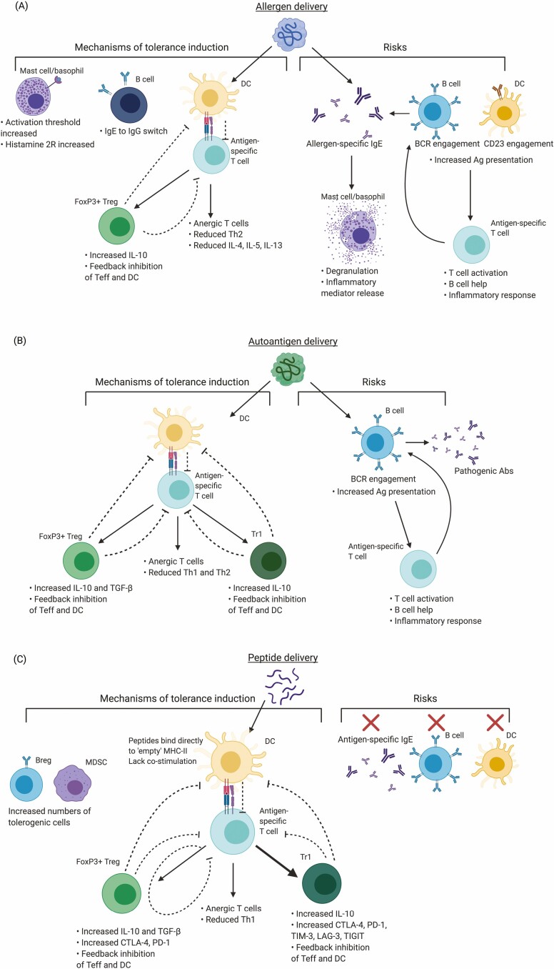 Advancement of antigen-specific immunotherapy: knowledge transfer between allergy and autoimmunity.