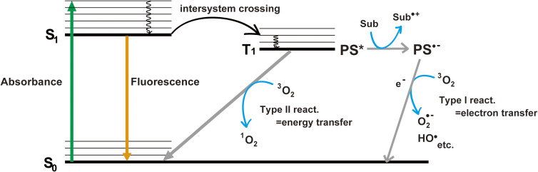 Optical manipulation of molecular function by chromophore-assisted light inactivation.