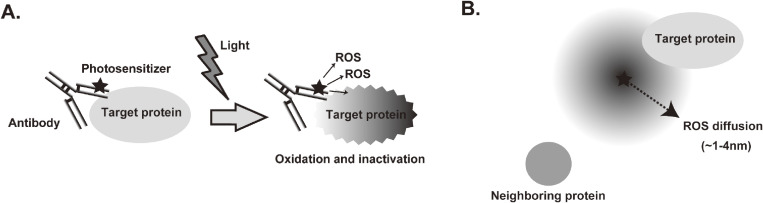 Optical manipulation of molecular function by chromophore-assisted light inactivation.