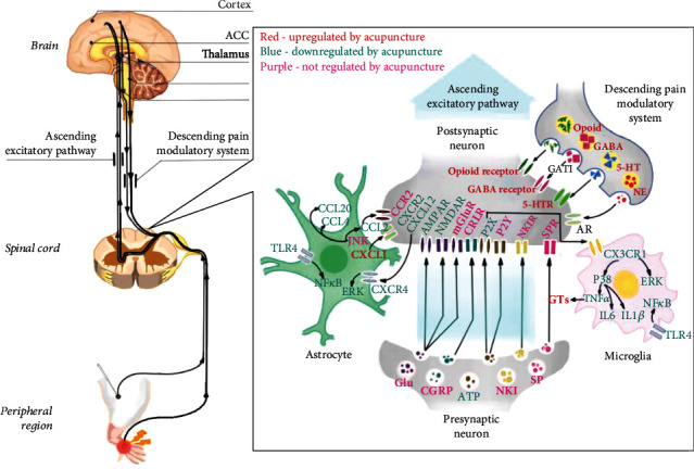 The Role of Neuroglial Crosstalk and Synaptic Plasticity-Mediated Central Sensitization in Acupuncture Analgesia.